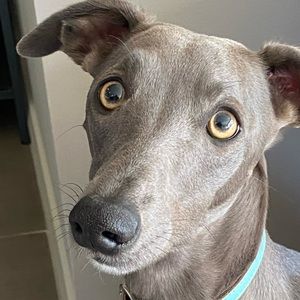 Meet your Posher, Jenny